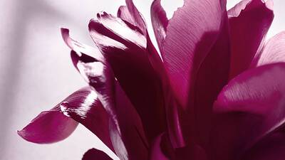 HEART OF ROSE ESSENCE