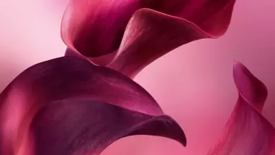 Dva plynule tvary připominajici purpurove a červene okvětni listky se elegantně vlni na jemnem růžovem přechodovem pozadi.