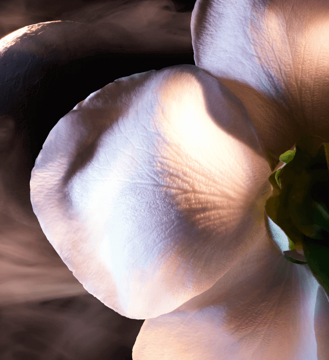 Close-up view of a soft, delicate flower petal with subtle textures and gentle lighting.