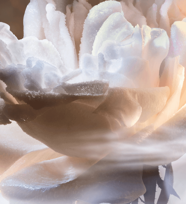 A close-up of a delicate rose with soft, muted colors and a slightly dewy appearance, showcasing intricate petals and textures.