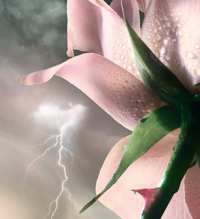 A close-up of a pink flower petal with droplets of water, set against a stormy sky with lightning in the background.