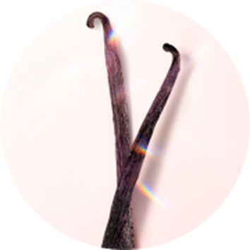 Dvě sušene vanilkove lusky na světlem pozadi, elegantně zkroucene do tvaru Y.