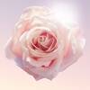 A delicate pink rose with a soft, luminous glow, set against a gentle, light background.