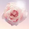 A delicate pink rose with a soft, luminous glow, set against a gentle, light background.