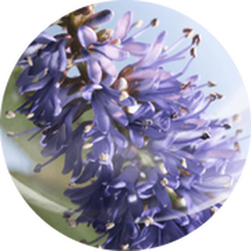 Detailni obrazek modrych květin s jemnymi okvětnimi listky na pozadi.