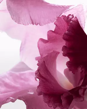 Ilustrace květinove vůně Lancome