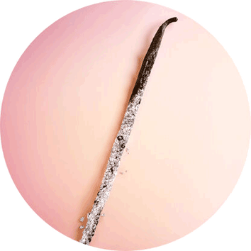 Vanilkovy lusk ležici na jemnem růžovem pozadi, posypany trochou cukru.